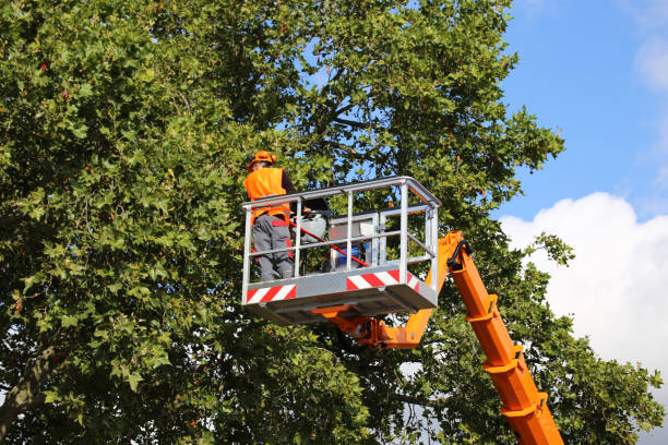  Mono Vista, CA Tree Removal Pros